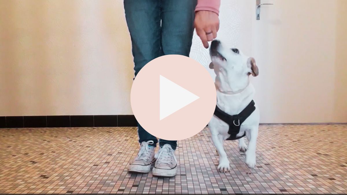 A small white dog standing next to a pair of legs